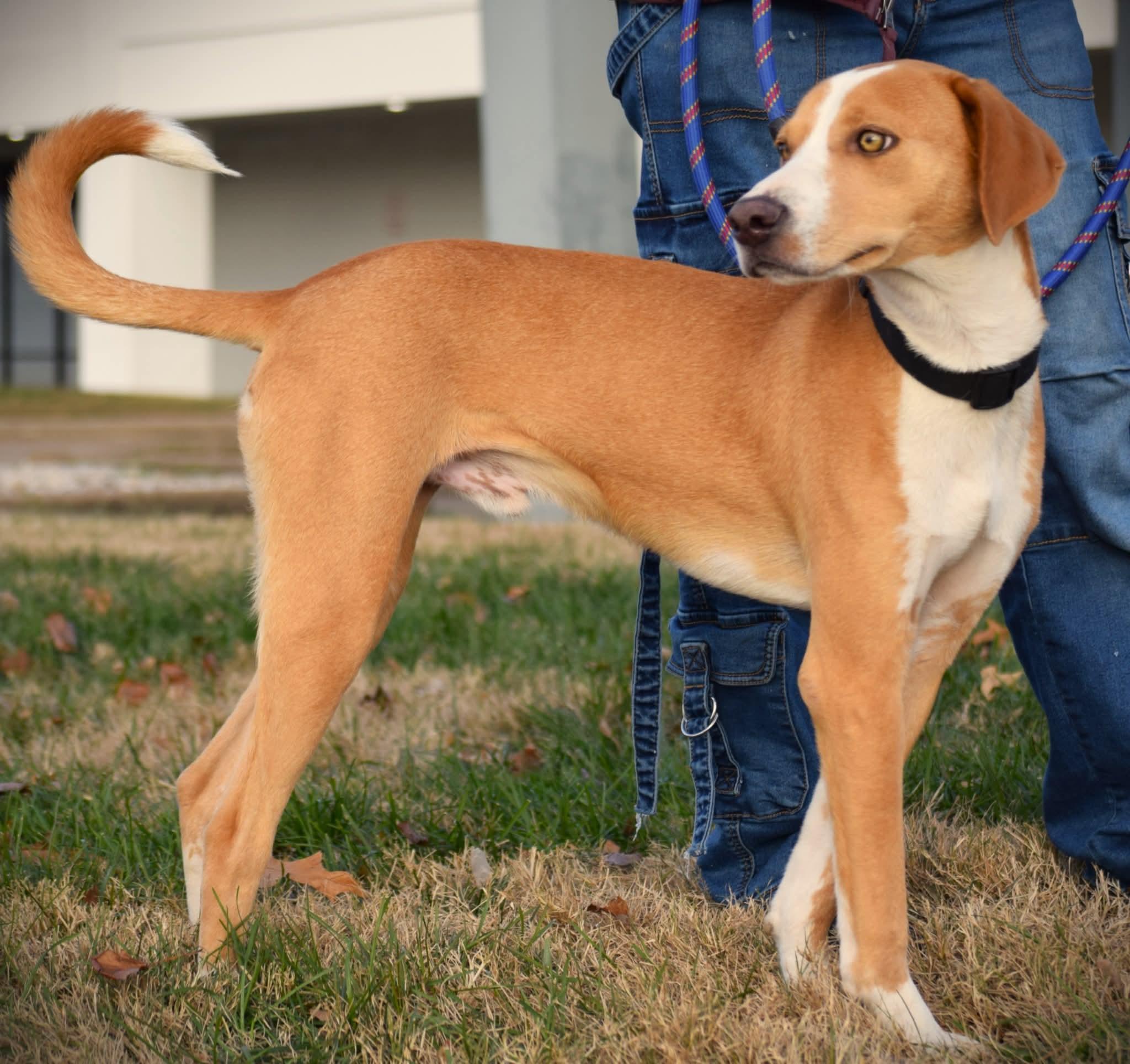 Enlarge Parker, a ADOPTABLE mixed breed in Evansville, IN image 1/2