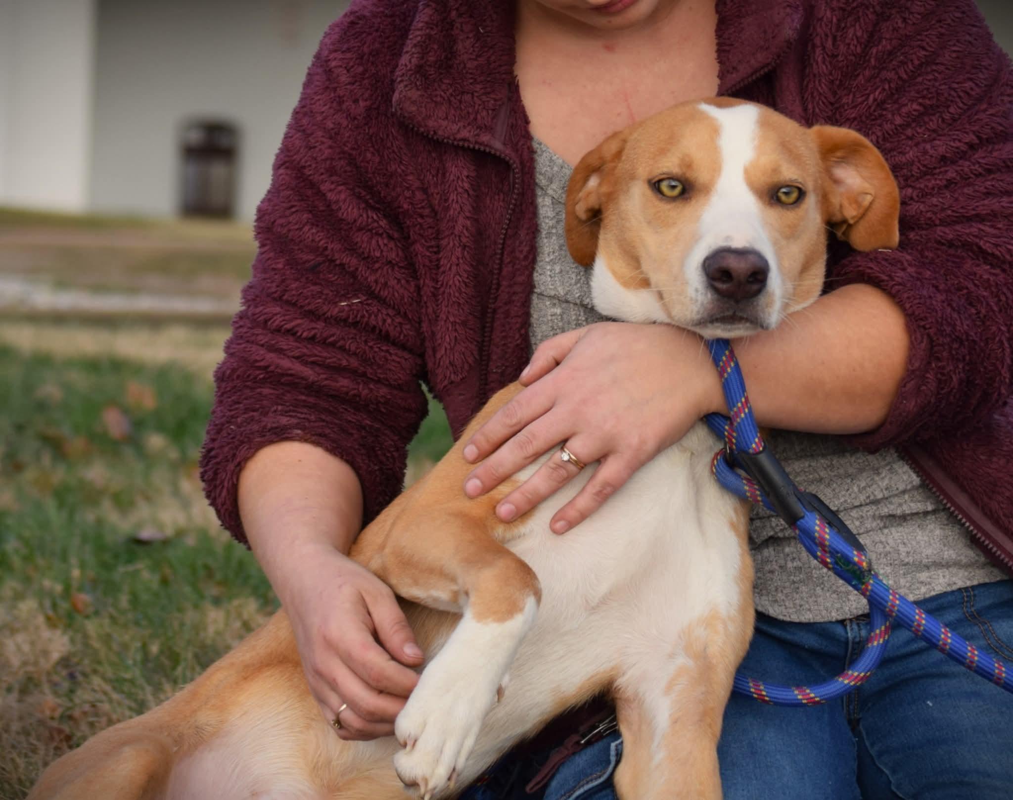 Enlarge Parker, a ADOPTABLE mixed breed in Evansville, IN image 2/2
