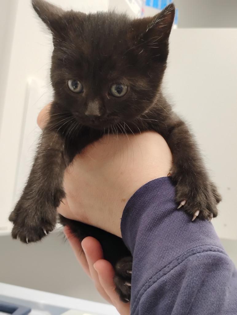 Sugarplum, Adoptable, Kitten Female Domestic Short Hair.