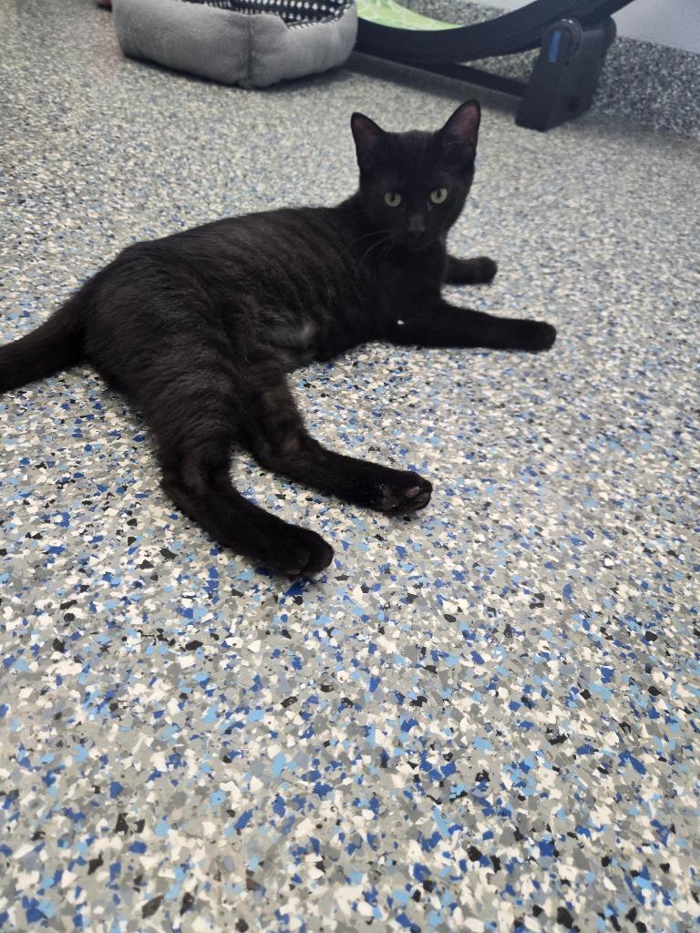 Enlarge Sugarplum, a Adoptable mixed breed in Angola, IN image 2/2