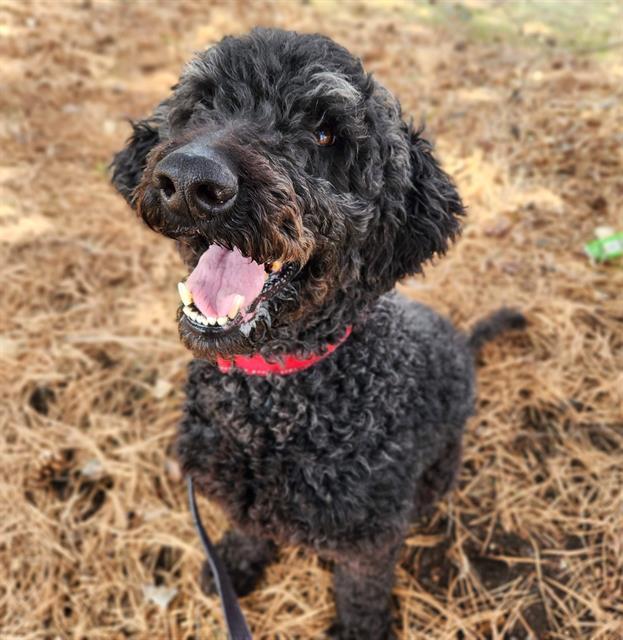 Enlarge REGGIE, a Adoptable Poodle in Minneapolis, MN image 1/1