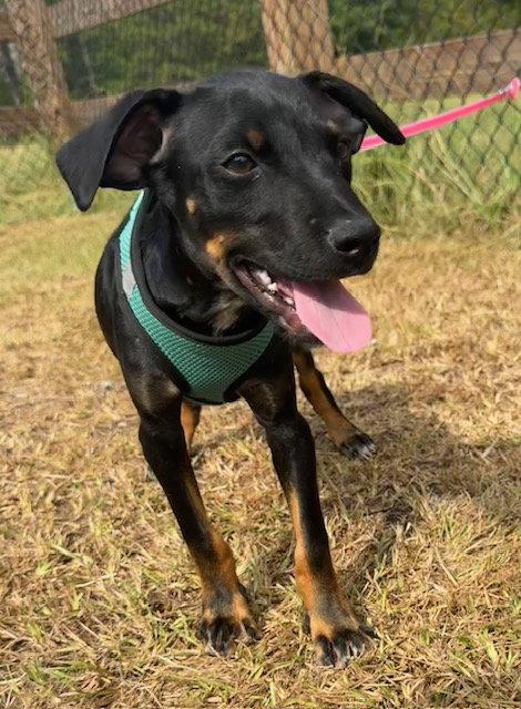 Geoff, Adoptable, Young Male Labrador Retriever & American Bulldog.