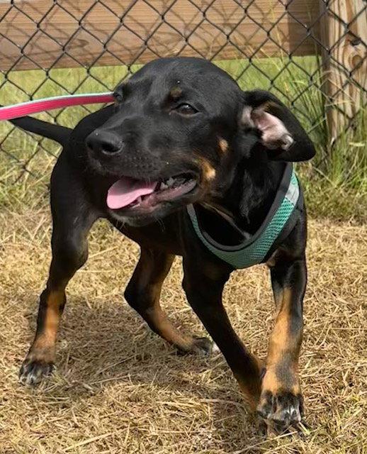 Enlarge Geoff, a Adoptable mixed breed in Tarrytown, GA image 2/3