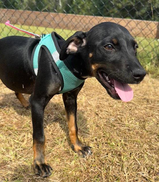 Enlarge Geoff, a Adoptable mixed breed in Tarrytown, GA image 3/3