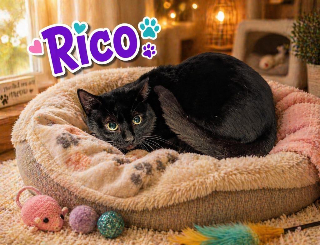 Rico, Adoptable, Young Male Domestic Short Hair.