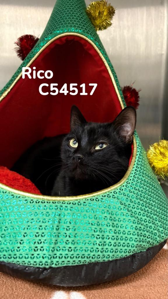 Rico, a Adoptable mixed breed in Clarksville, TN image 3/4