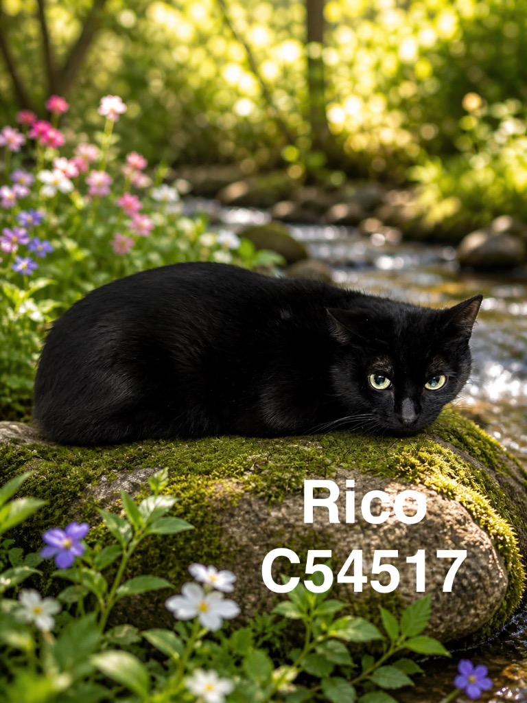 Enlarge Rico, a Adoptable mixed breed in Clarksville, TN image 3/3
