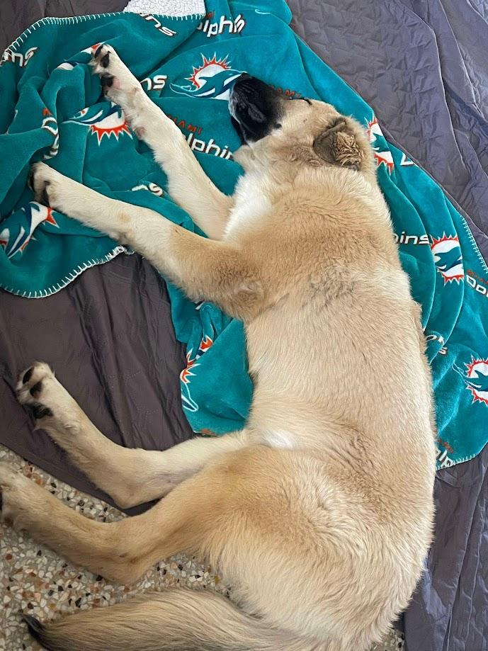 Milan, a Adopted mixed breed in Lakeland, FL image 3/6