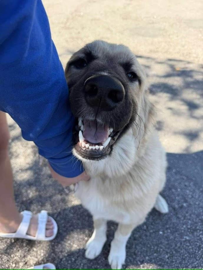 Milan, a Adopted mixed breed in Lakeland, FL image 2/6