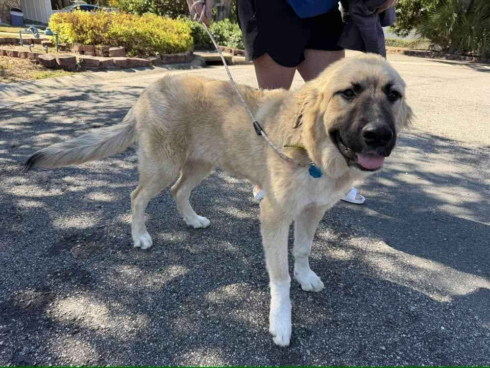 Milan, a Adopted mixed breed in Lakeland, FL image 5/6