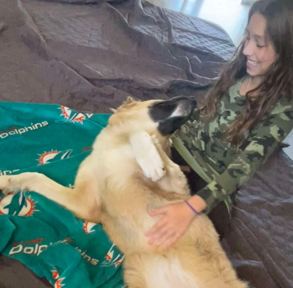 Milan, a Adopted mixed breed in Lakeland, FL image 6/6