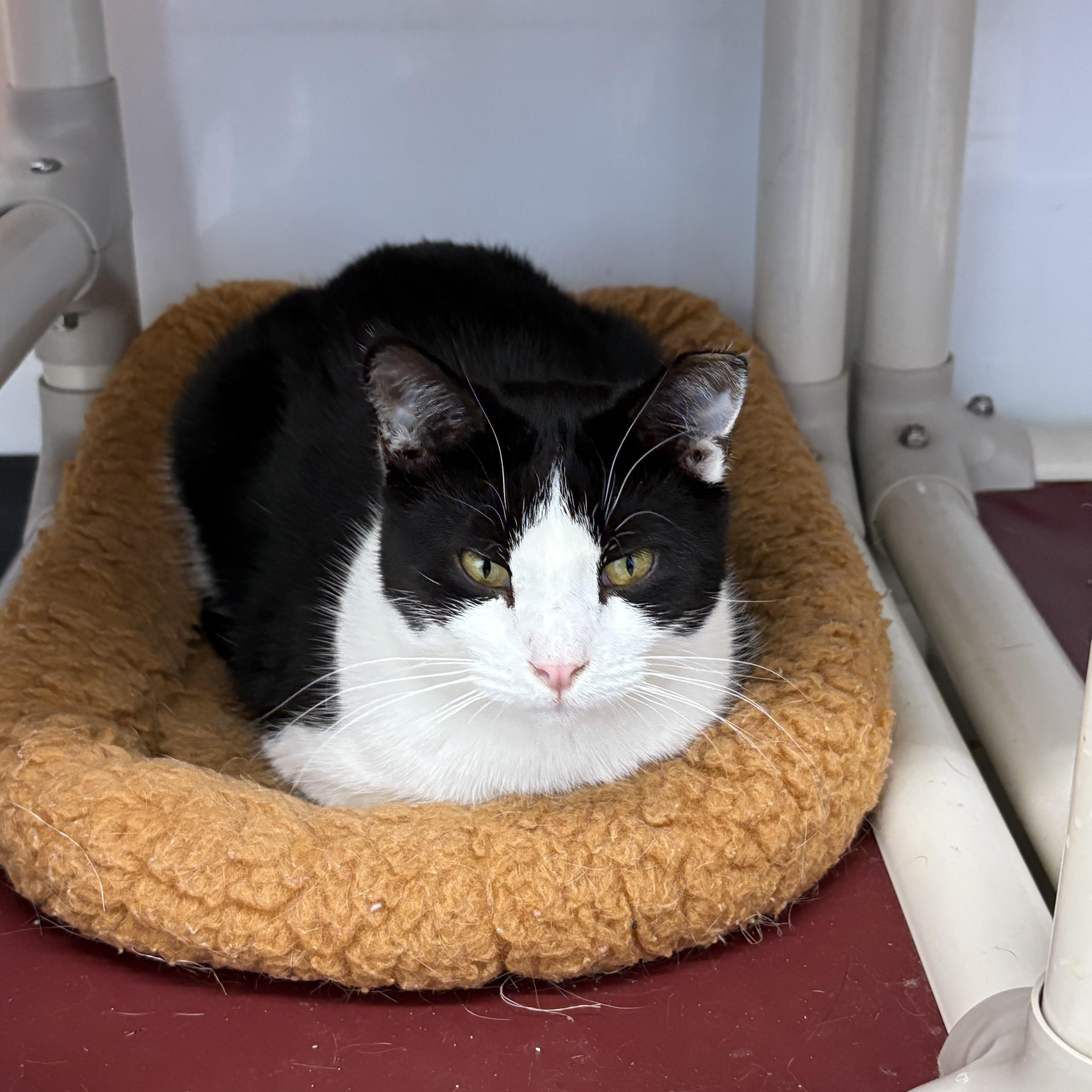 Enlarge Jessie, a Adoptable Domestic Short Hair in Black River Falls, WI image 1/1