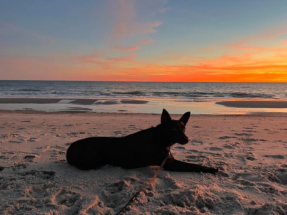 Barbie, a Adoptable mixed breed in Goldsboro, NC image 5/5