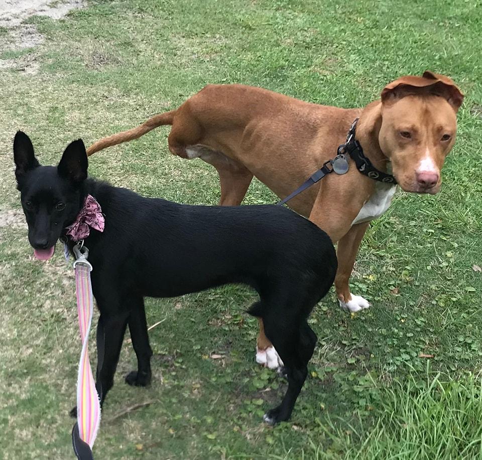 Barbie, a Adoptable mixed breed in Goldsboro, NC image 4/5