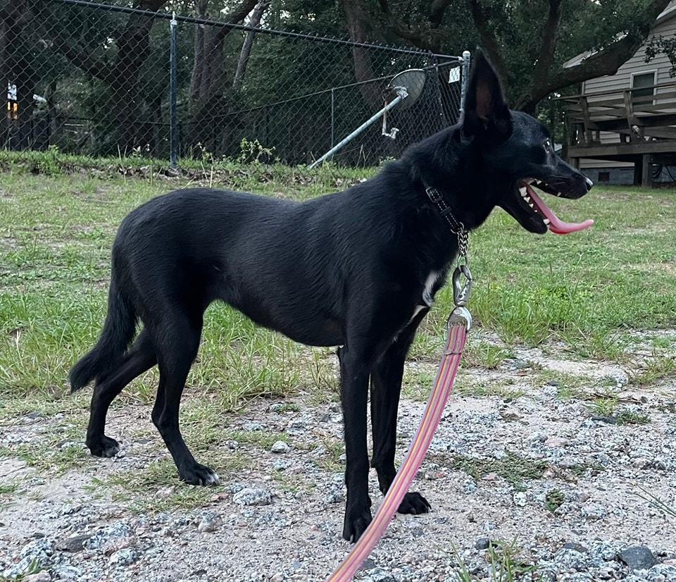 Barbie, a Adoptable mixed breed in Goldsboro, NC image 2/5