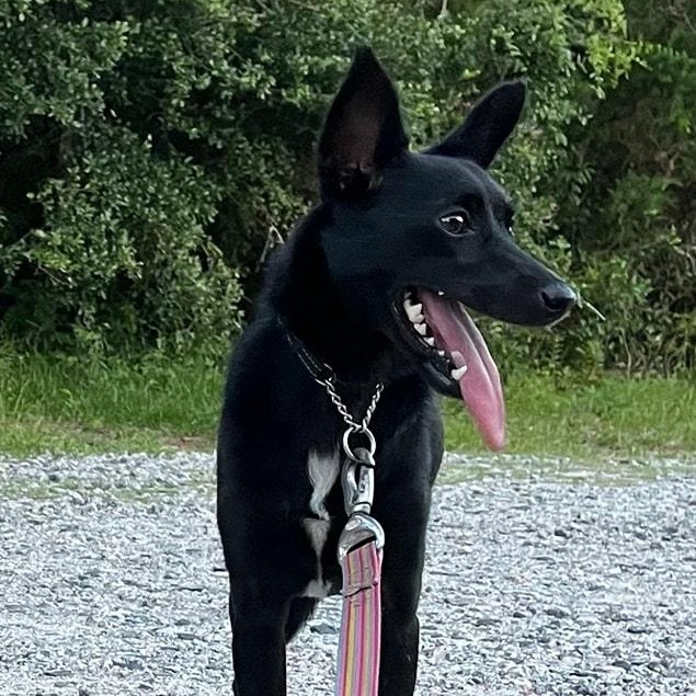 Barbie, a Adoptable mixed breed in Goldsboro, NC image 1/5