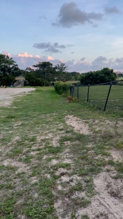 Enlarge Barbie, a Adoptable mixed breed in Goldsboro, NC video 3/5