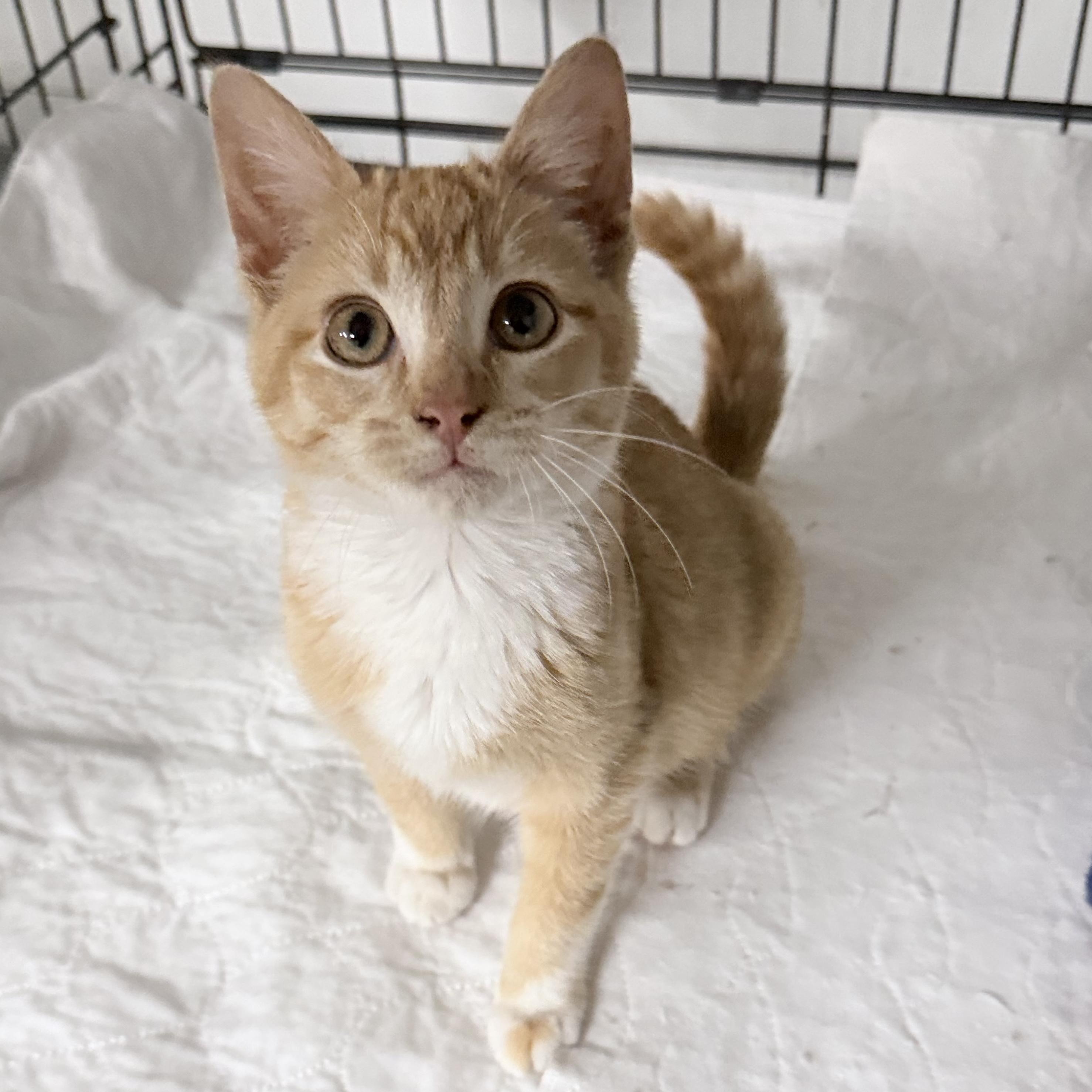 Nova, adopted, Kitten Female Domestic Short Hair.