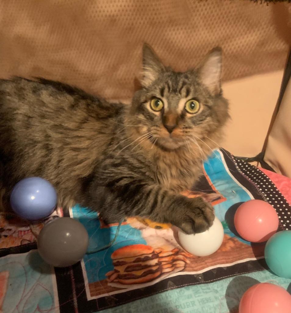 Max, Adoptable, Young Male Domestic Medium Hair.