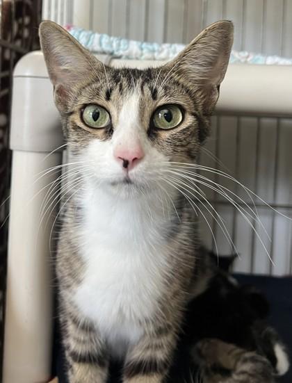 Zenon, Adoptable, Adult Female Domestic Short Hair.