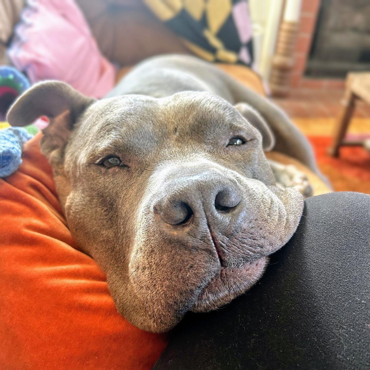 Potluck, Adoptable, Senior Male Pit Bull Terrier.