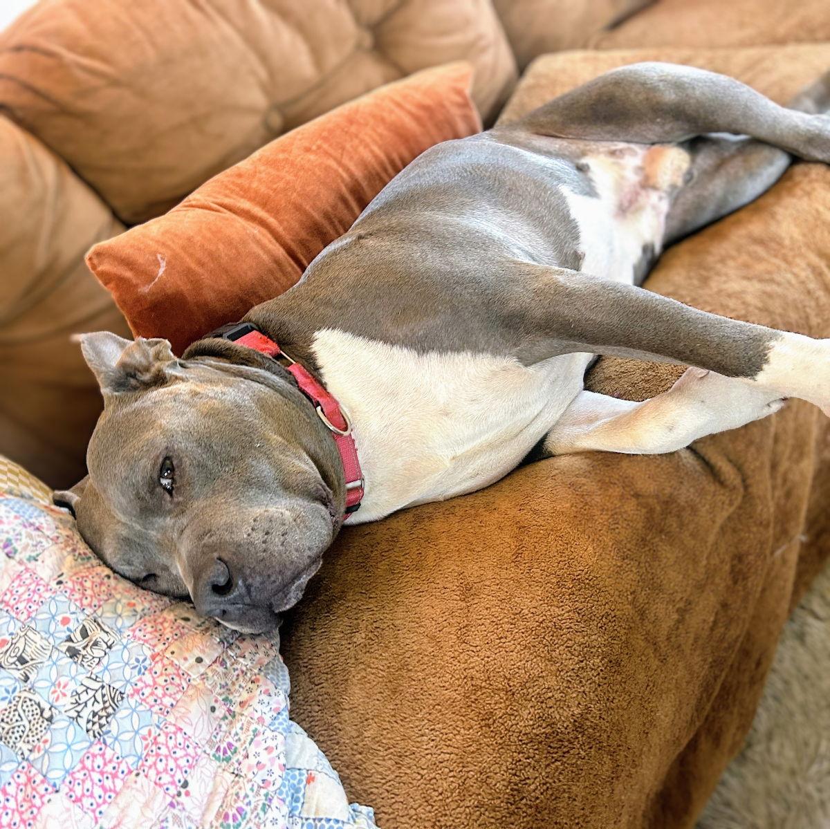 Potluck, a Adoptable Pit Bull Terrier in Oakland, CA image 2/3