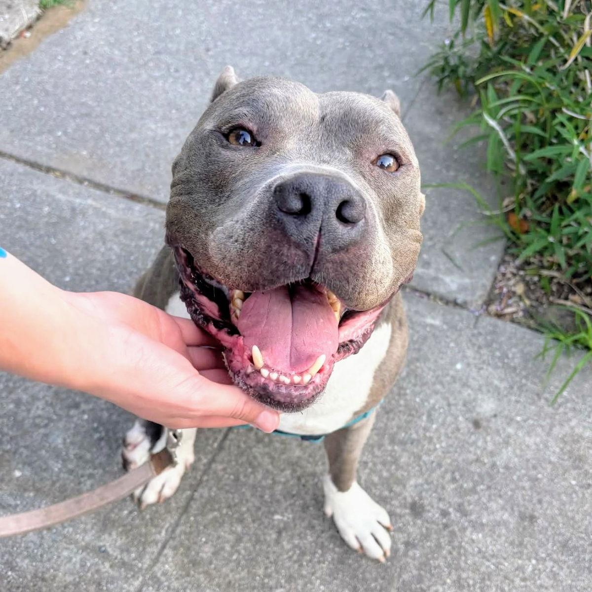 Potluck, a Adoptable Pit Bull Terrier in Oakland, CA image 3/3