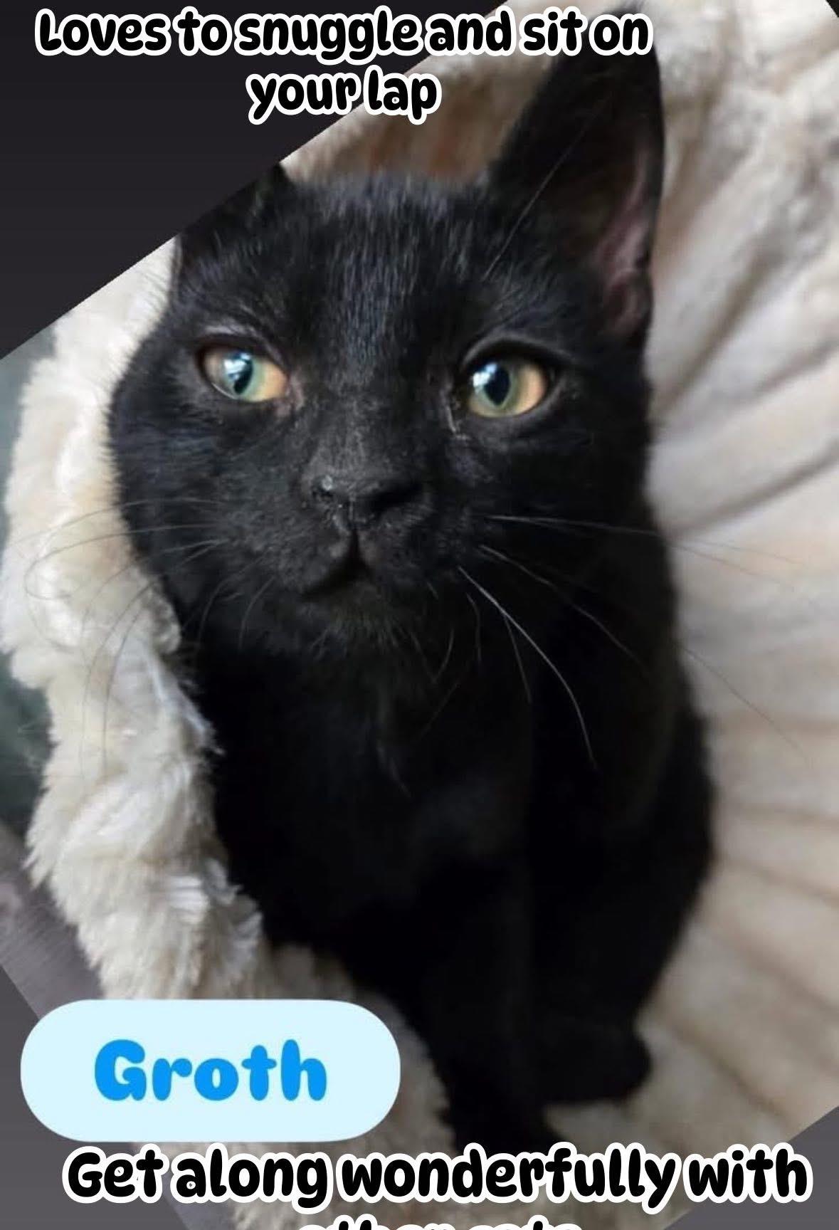 Groth ( Loving , affectionate lap kitten), Adoptable, Kitten Male American Shorthair.