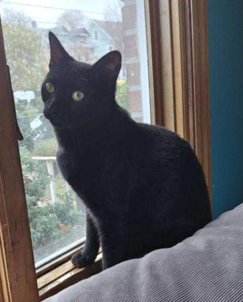 Enlarge Groth ( Loving , affectionate lap kitten), a Adoptable American Shorthair in Staten Island, NY image 2/5