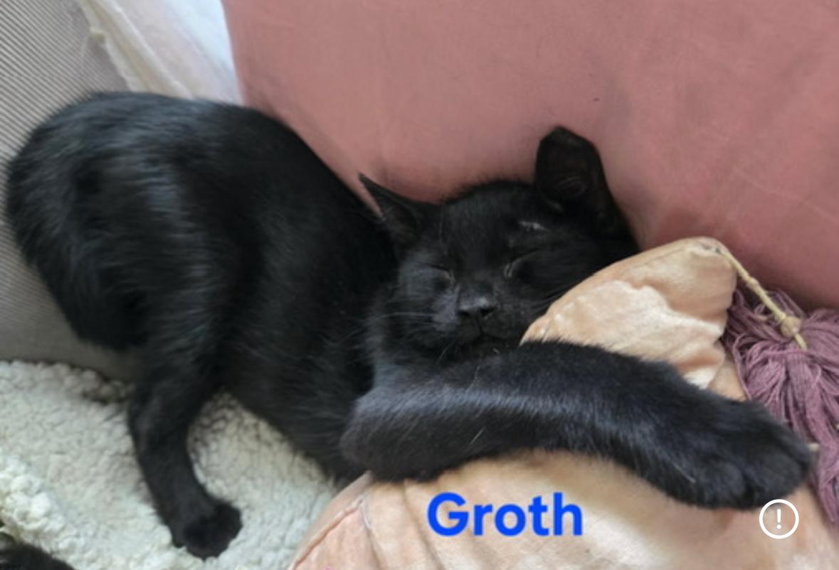 Enlarge Groth ( Loving , affectionate lap kitten), a Adoptable American Shorthair in Staten Island, NY image 3/5