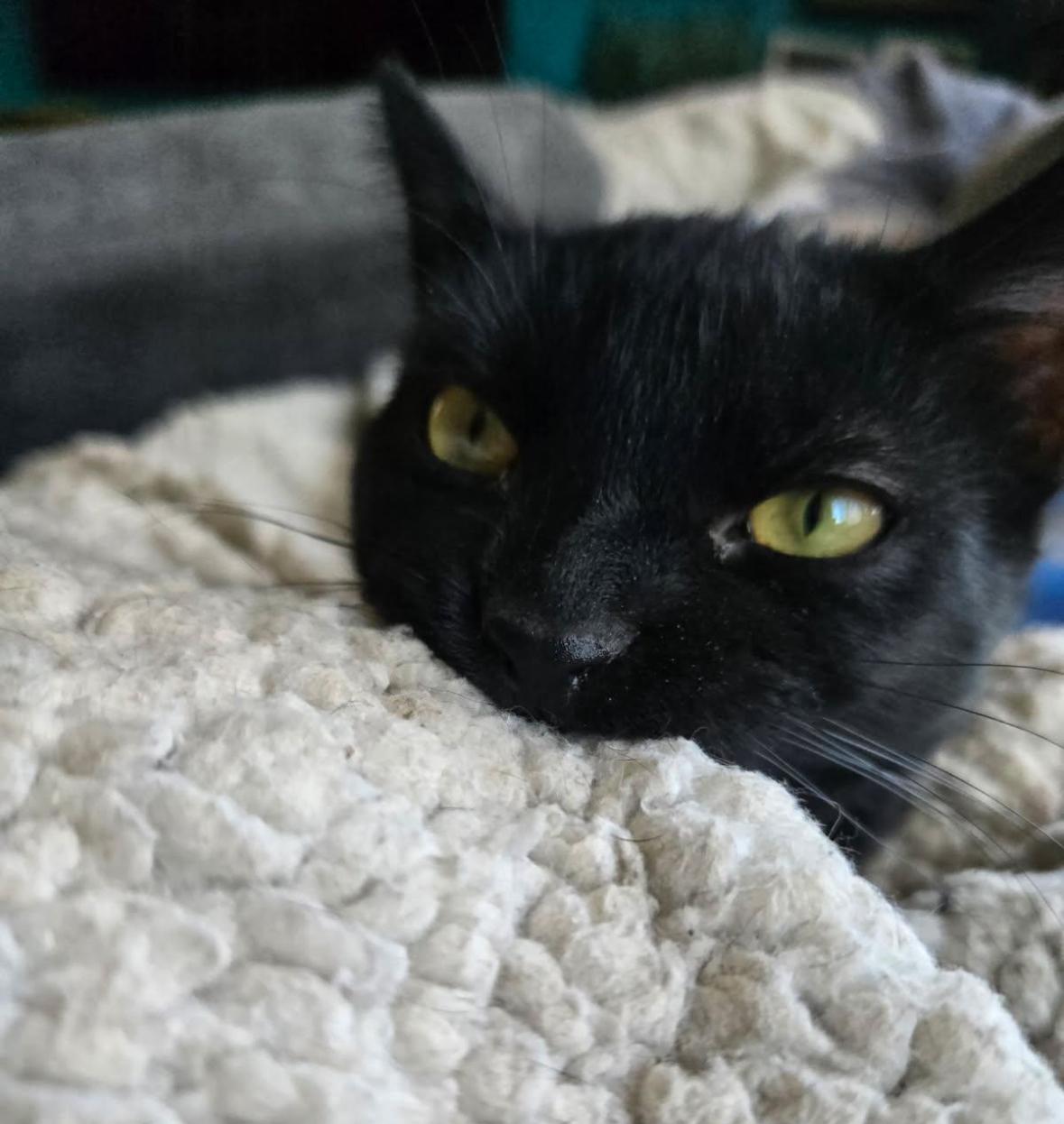 Enlarge Groth ( Loving , affectionate lap kitten), a Adoptable American Shorthair in Staten Island, NY image 5/5