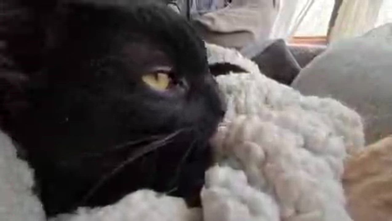 Enlarge Groth ( Loving , affectionate lap kitten), a Adoptable American Shorthair in Staten Island, NY video 4/5