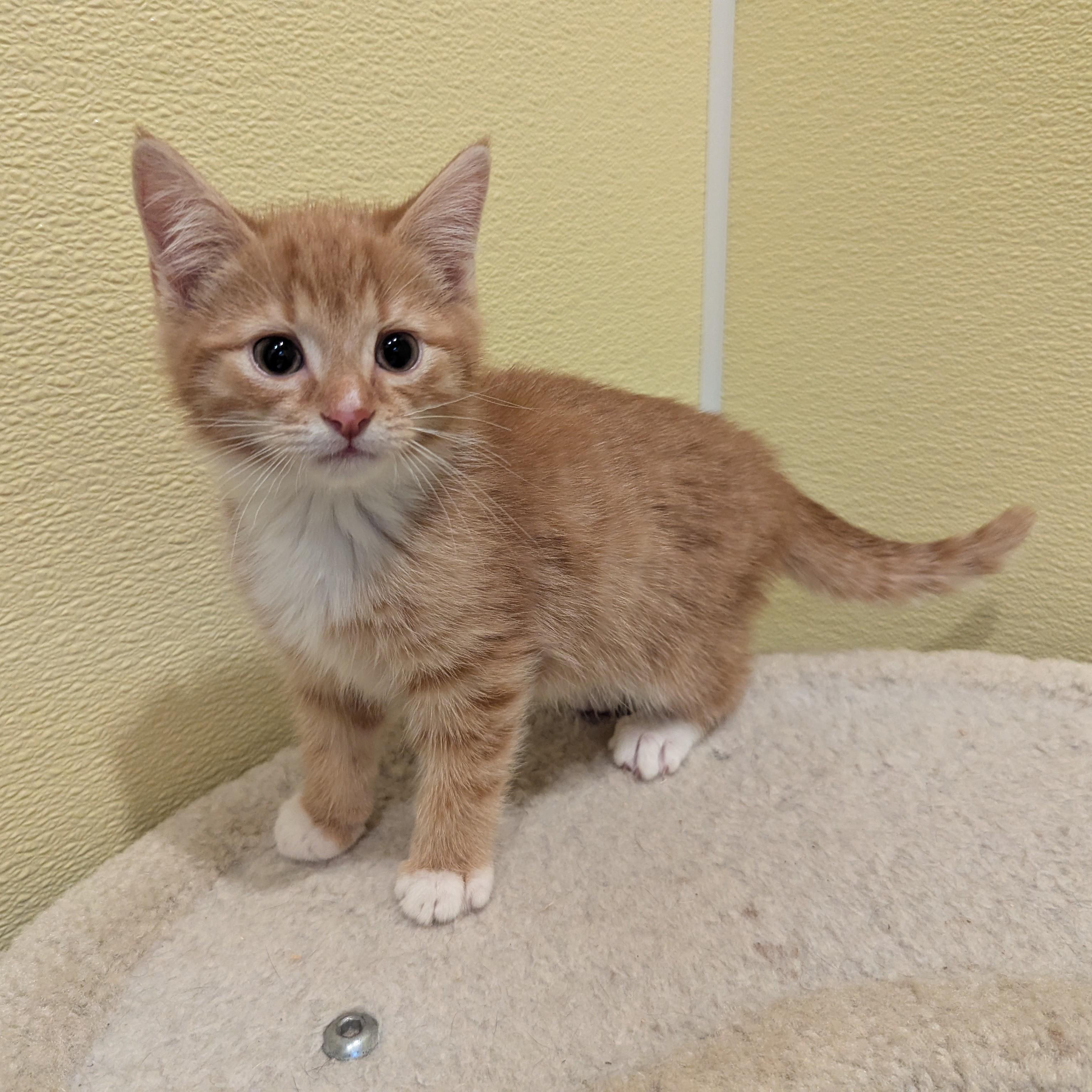 Arthur, ADOPTABLE, Kitten Male Domestic Short Hair.
