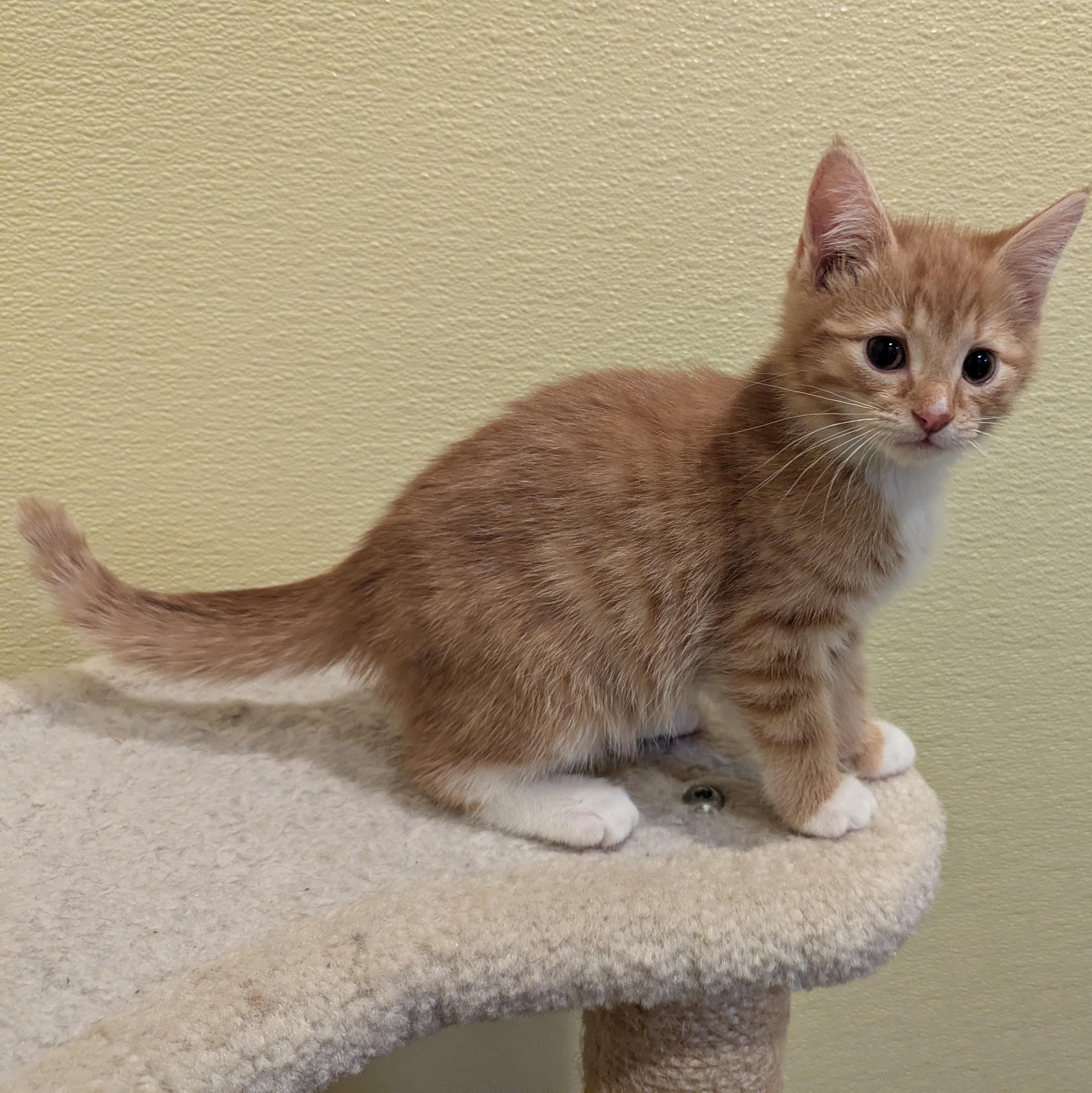 Enlarge Arthur, a ADOPTABLE Domestic Short Hair in Accident, MD image 2/4