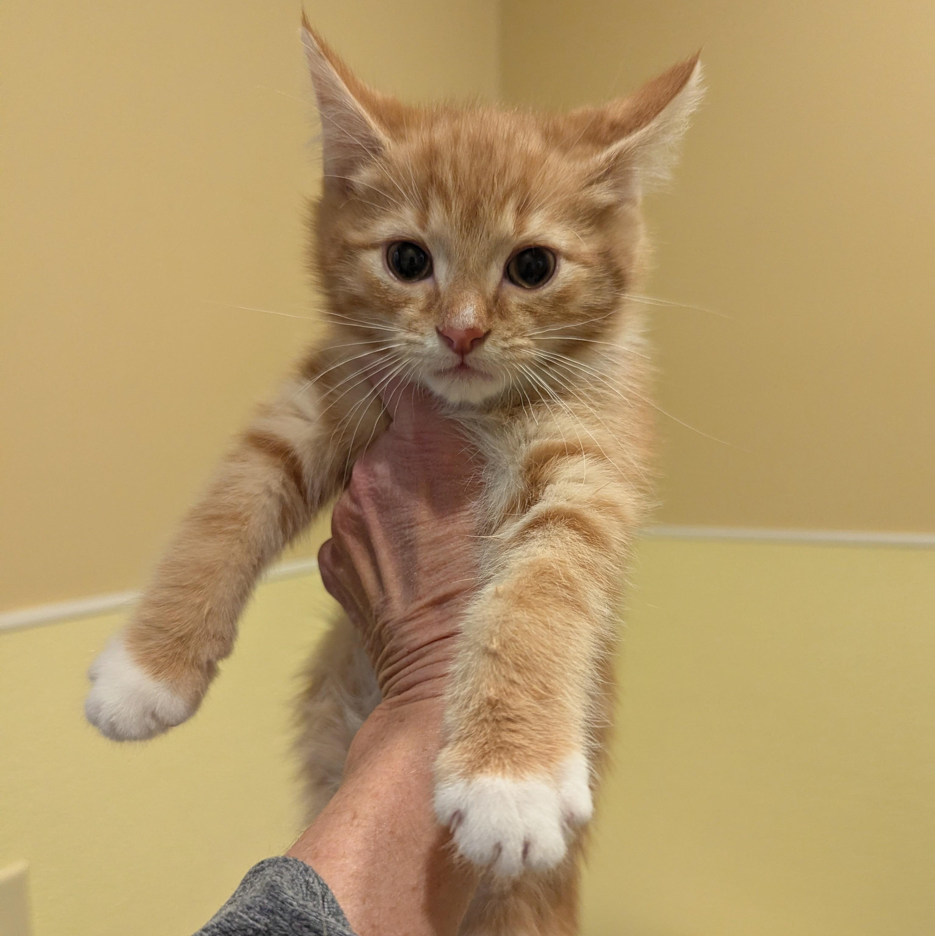 Enlarge Arthur, a ADOPTABLE Domestic Short Hair in Accident, MD image 3/4