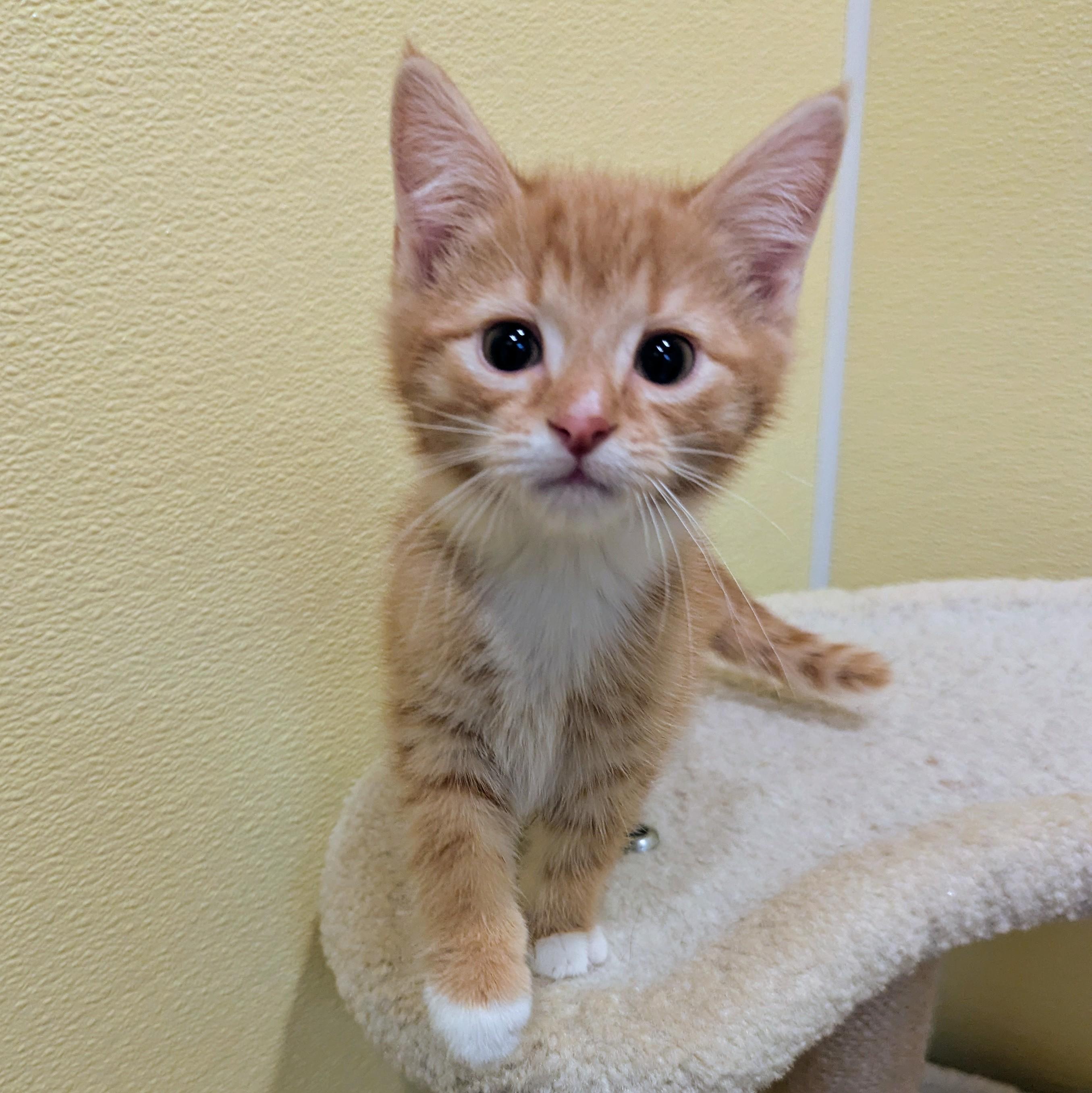 Enlarge Arthur, a ADOPTABLE Domestic Short Hair in Accident, MD image 4/4