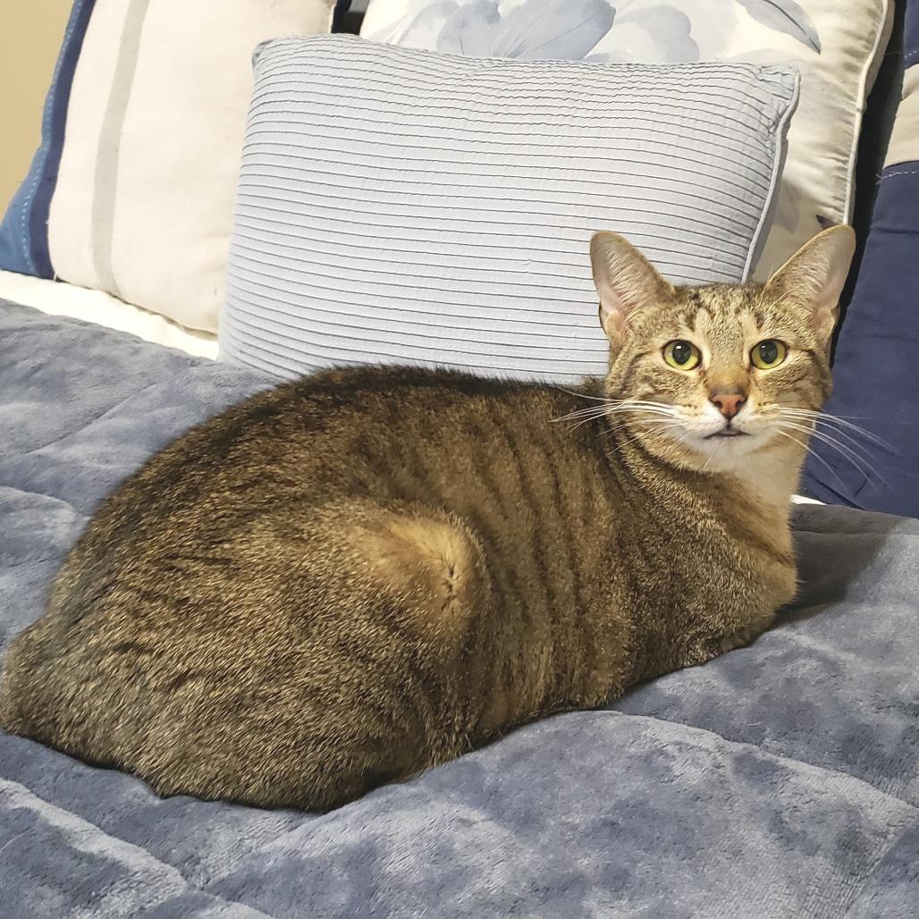 Capellini, Adoptable, Adult Male Domestic Short Hair.