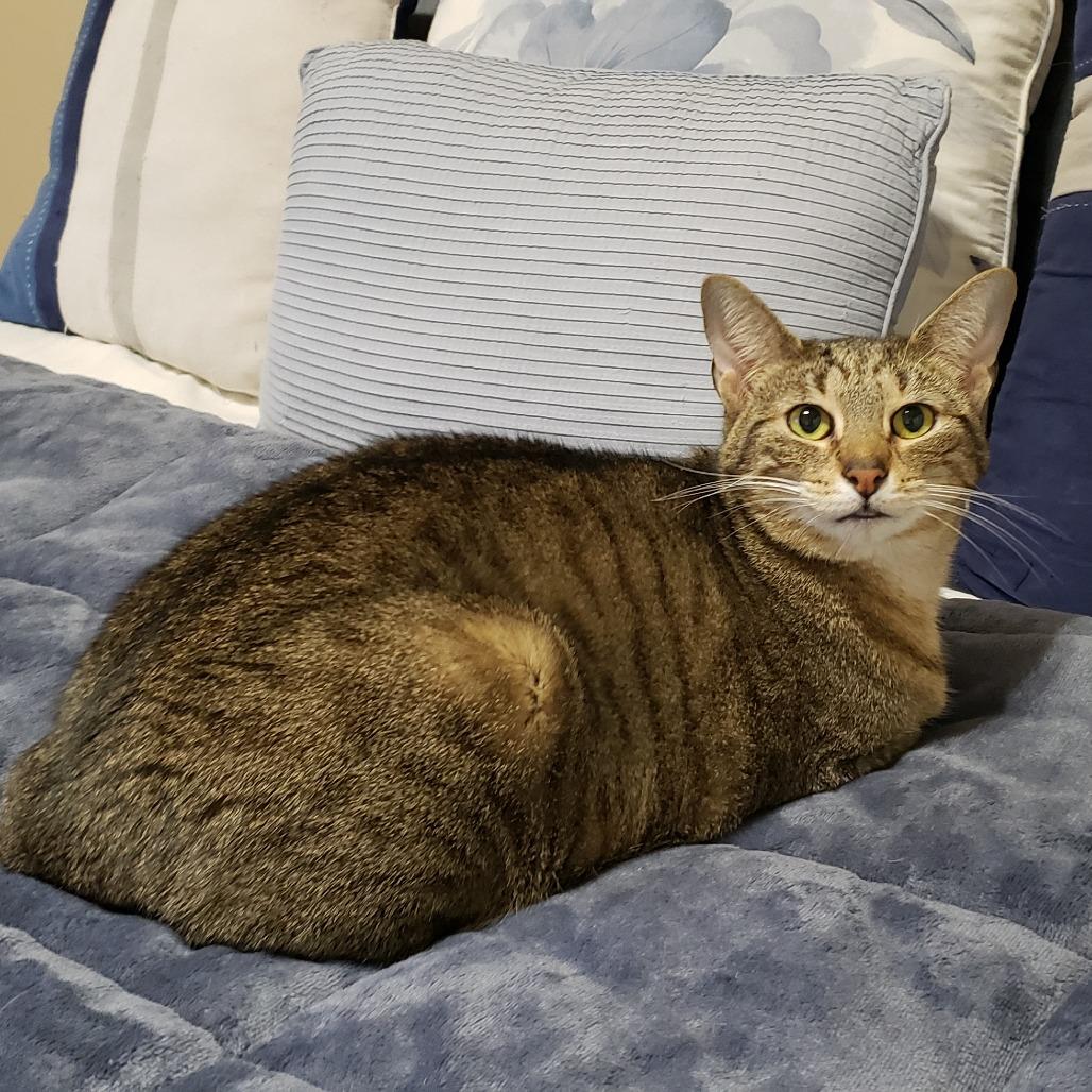 Capellini, a Adoptable mixed breed in Bulverde, TX image 1/4