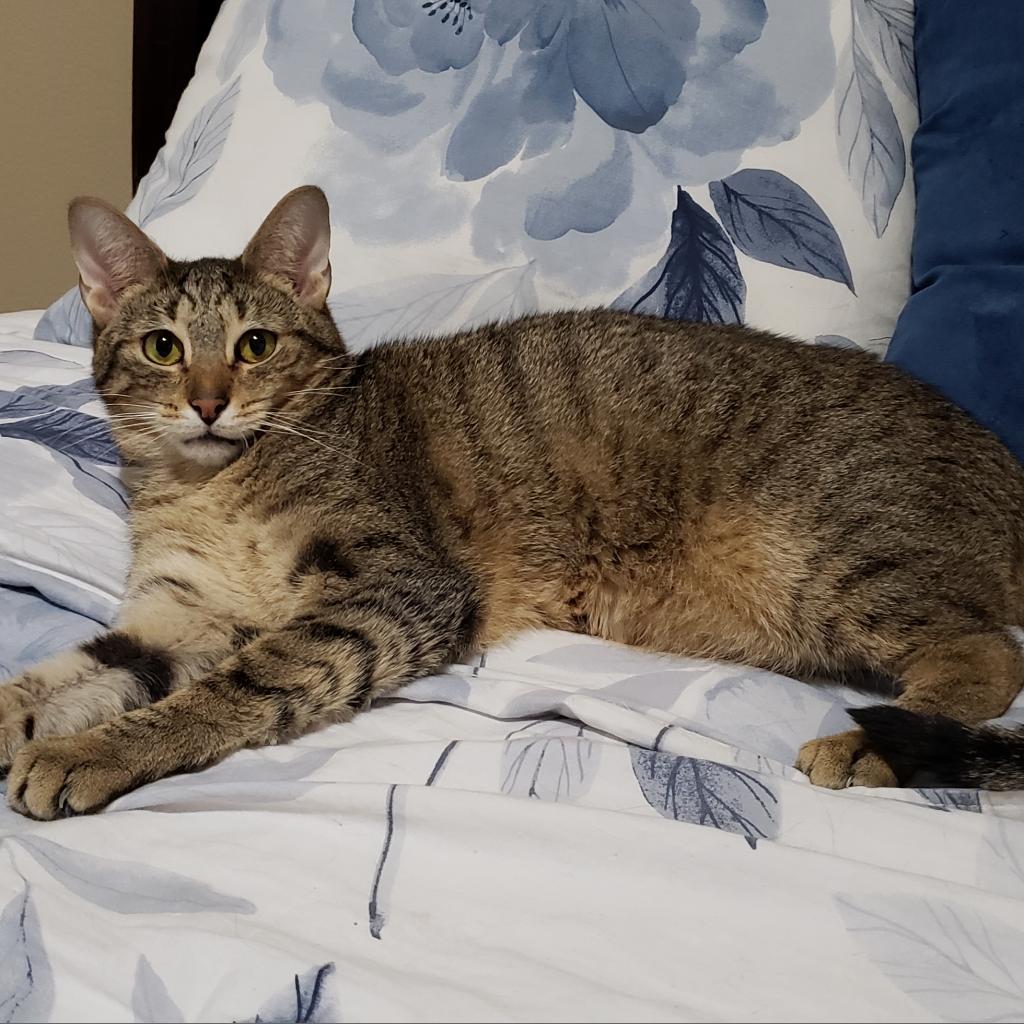 Capellini, Adoptable, Adult Male Domestic Short Hair.