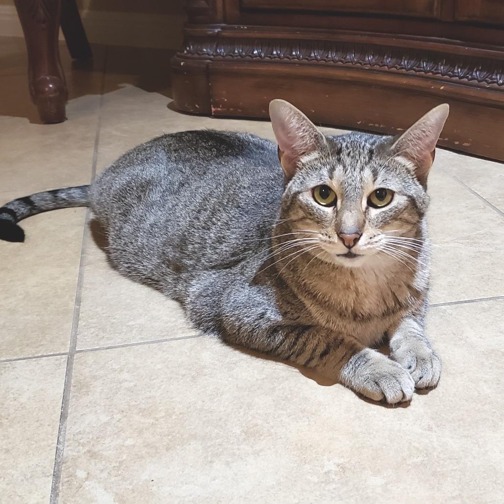 Enlarge Capellini, a Adoptable mixed breed in Bulverde, TX image 3/5