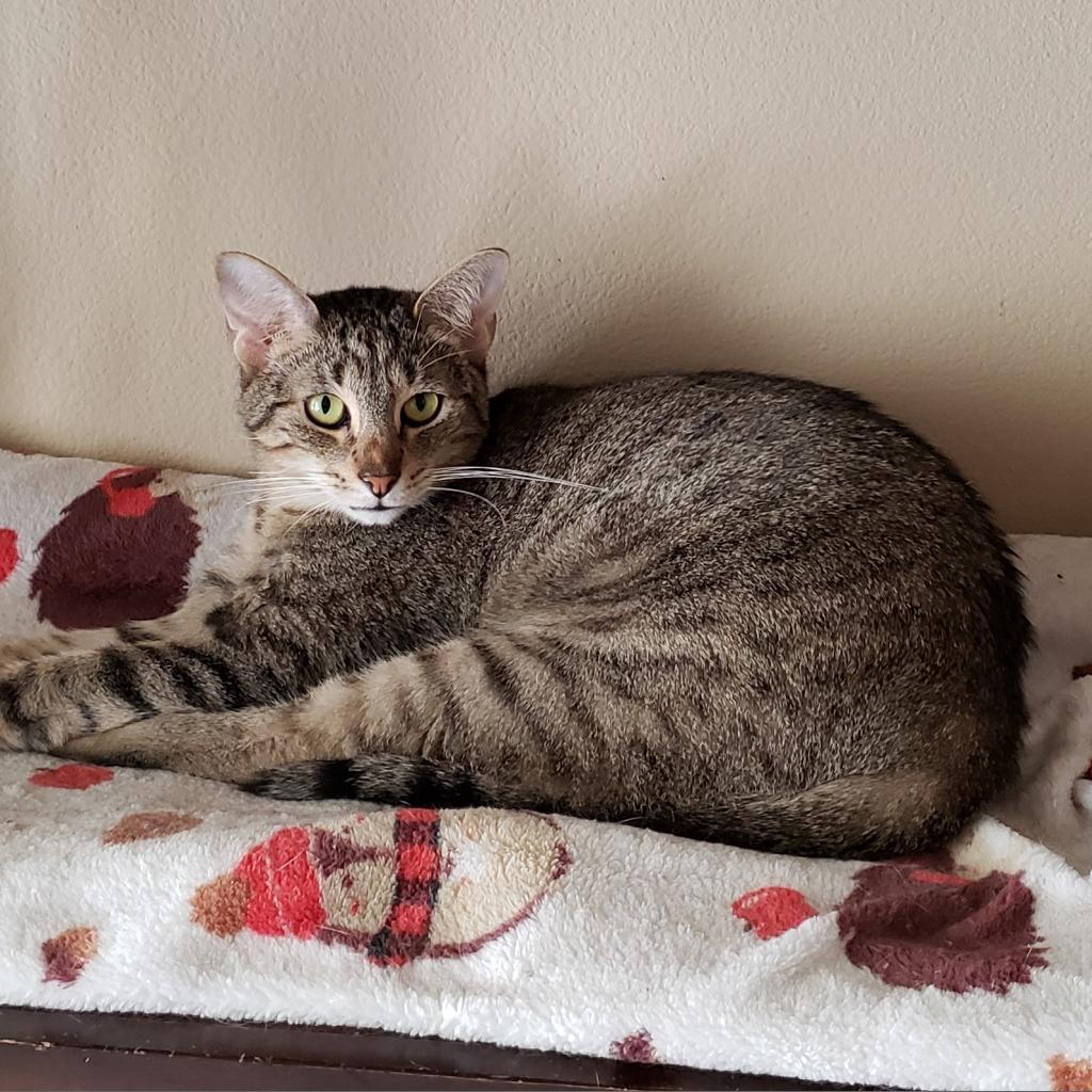 Enlarge Capellini, a Adoptable mixed breed in Bulverde, TX image 3/4
