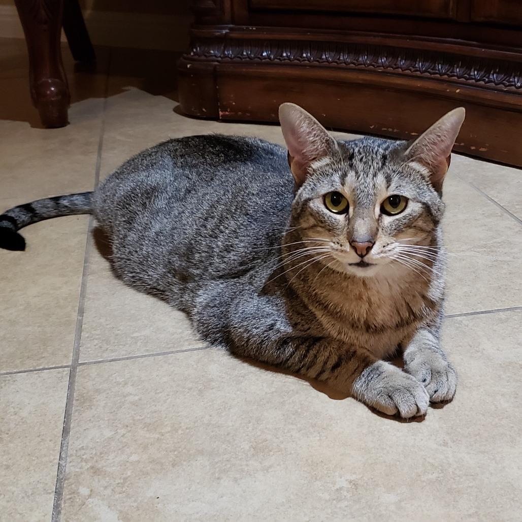 Enlarge Capellini, a Adoptable mixed breed in Bulverde, TX image 4/4