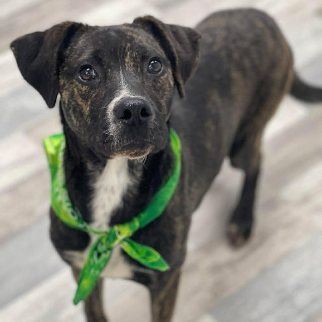 Enlarge Soul, a Adoptable American Bulldog in Lufkin, TX image 1/6