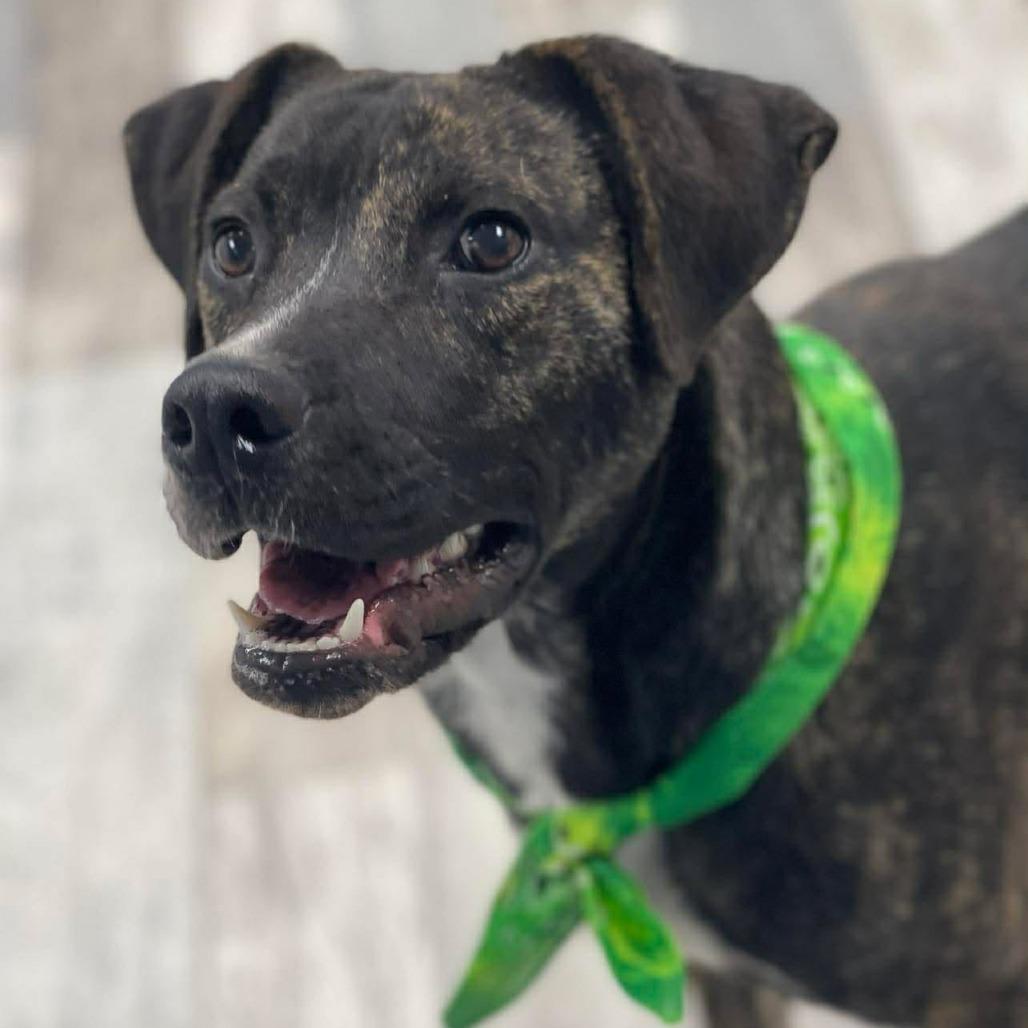 Enlarge Soul, a Adoptable American Bulldog in Lufkin, TX image 2/6