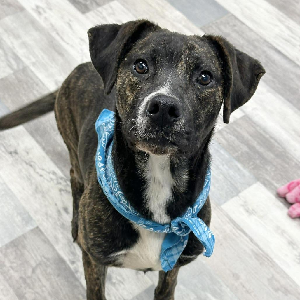 Enlarge Soul, a Adoptable American Bulldog in Lufkin, TX image 3/6
