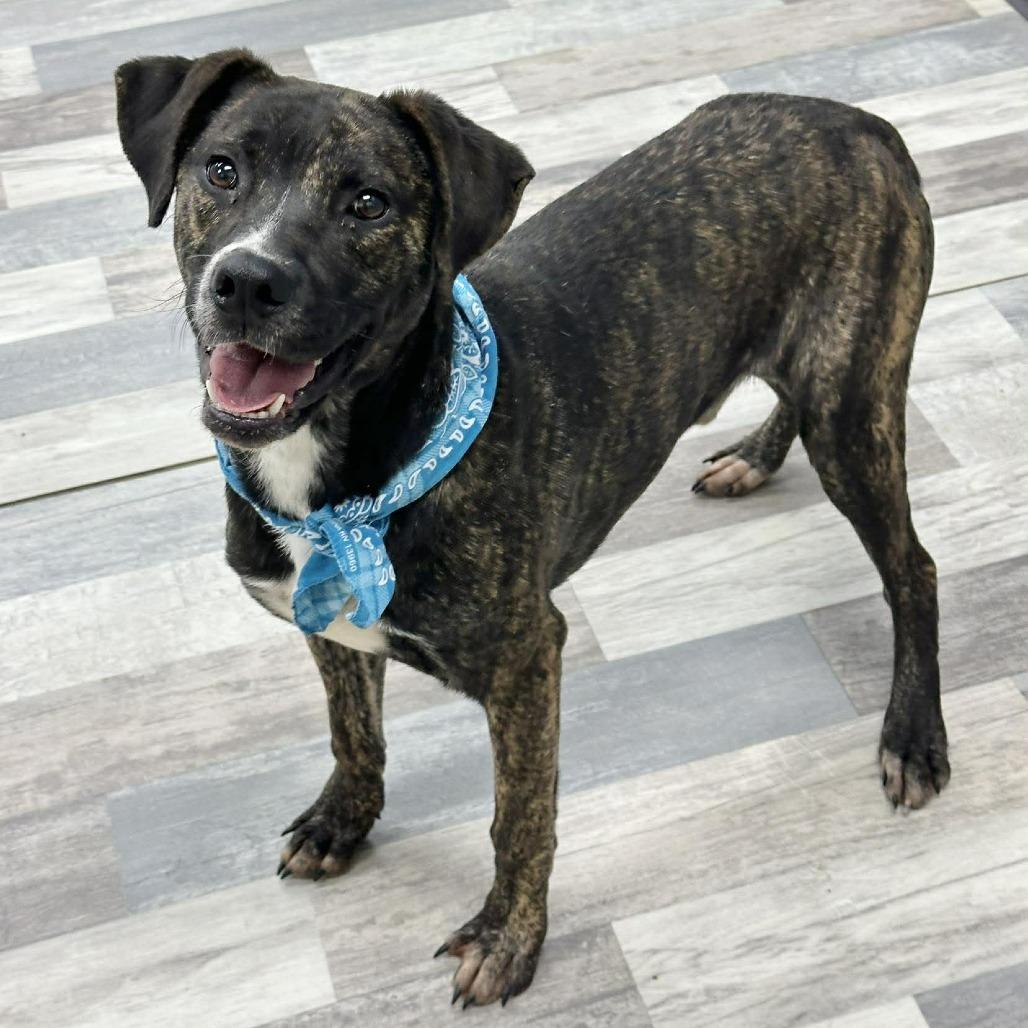 Enlarge Soul, a Adoptable American Bulldog in Lufkin, TX image 4/6