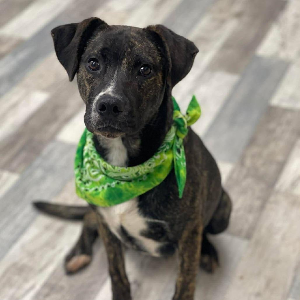 Enlarge Soul, a Adoptable American Bulldog in Lufkin, TX image 5/6