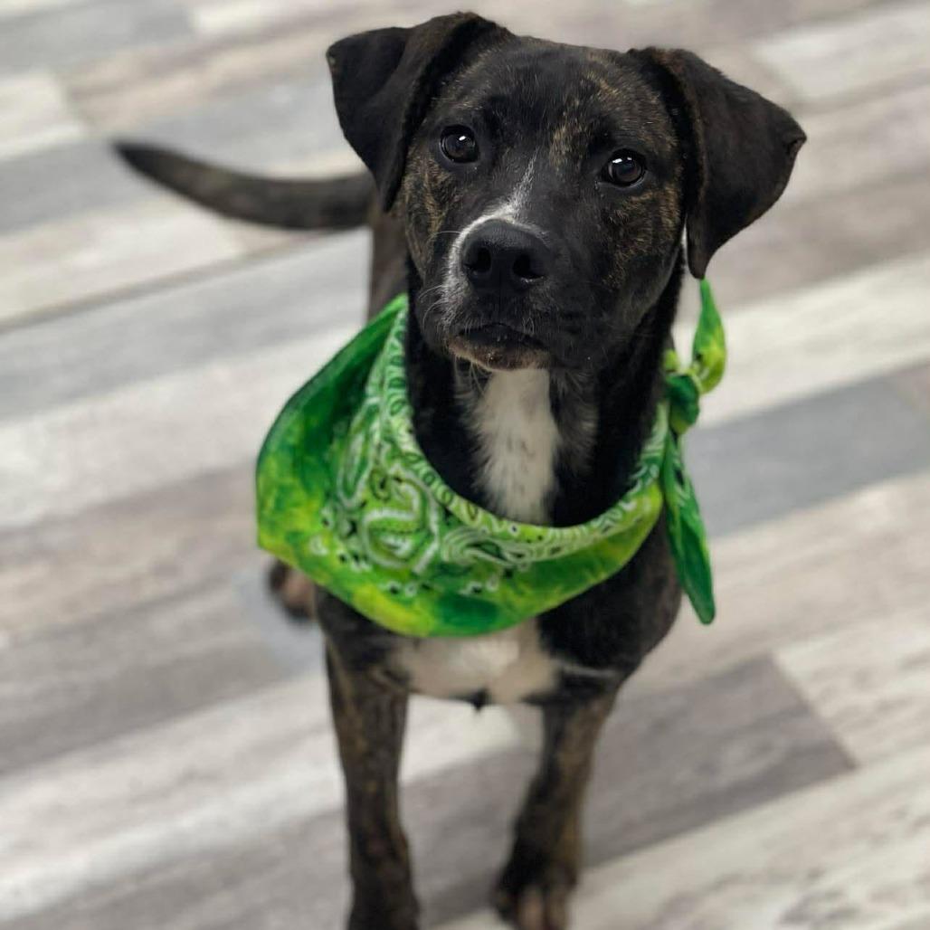 Enlarge Soul, a Adoptable American Bulldog in Lufkin, TX image 6/6