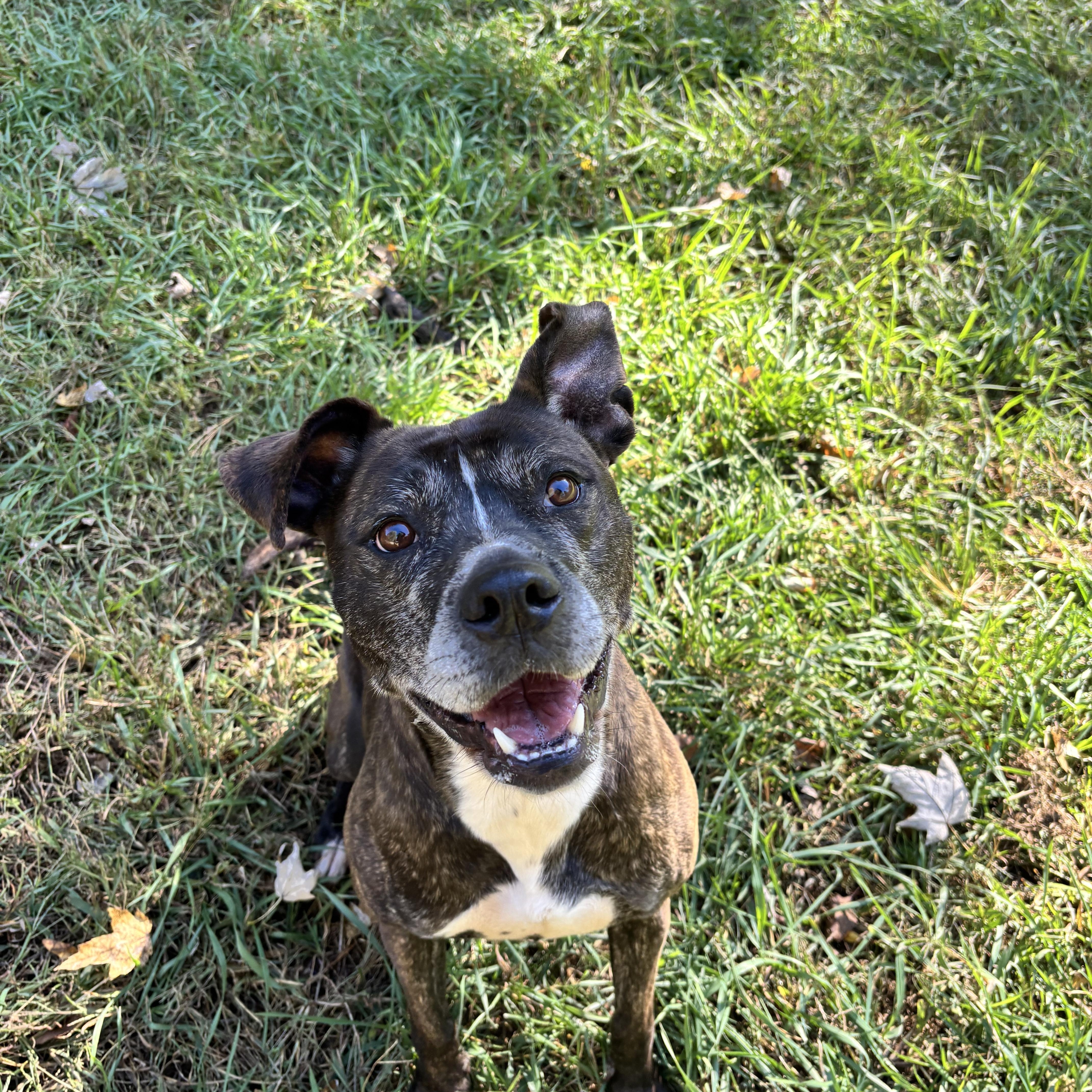 Bama, a Adoptable mixed breed in Ortonville, MI image 1/5