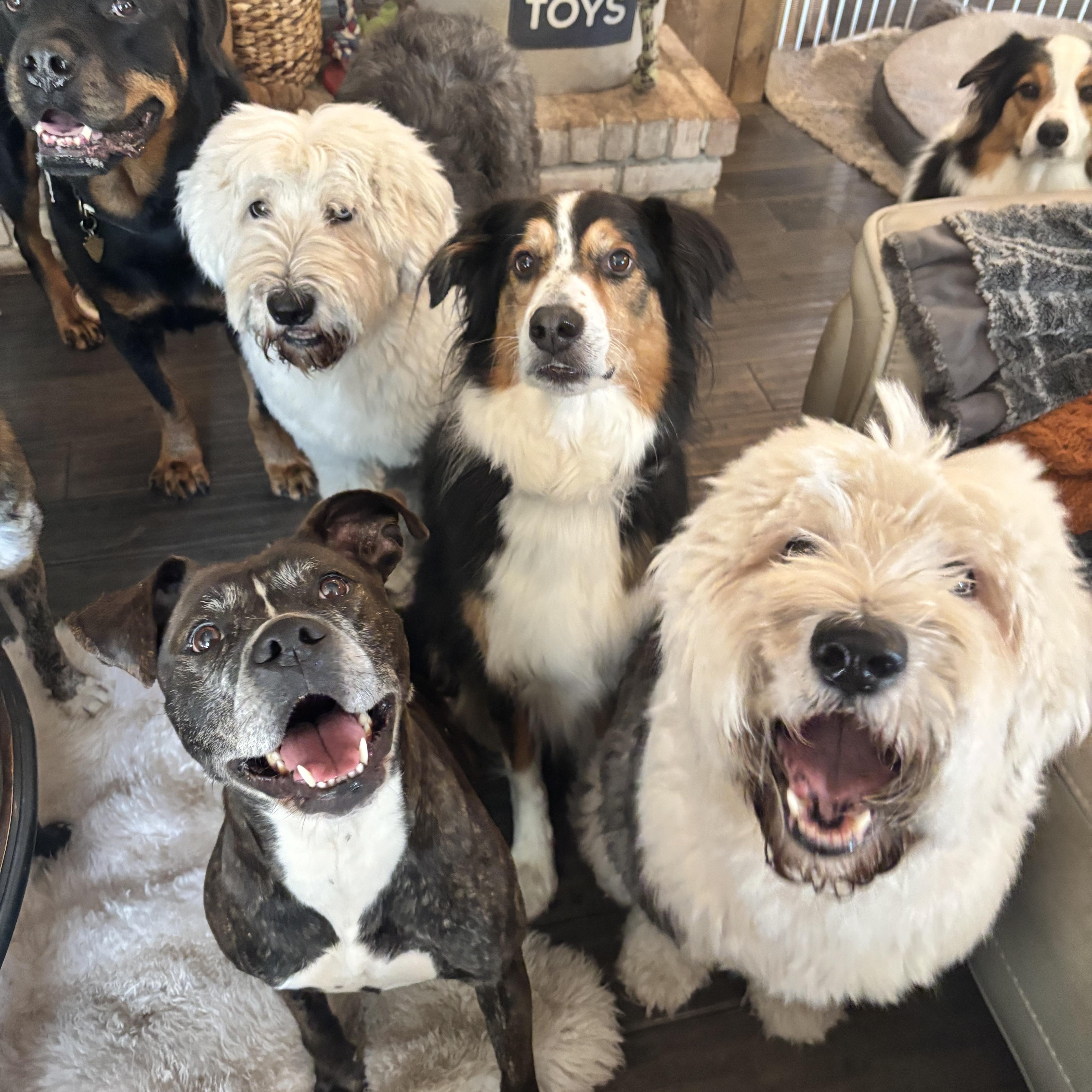 Bama, a Adoptable mixed breed in Ortonville, MI image 2/5